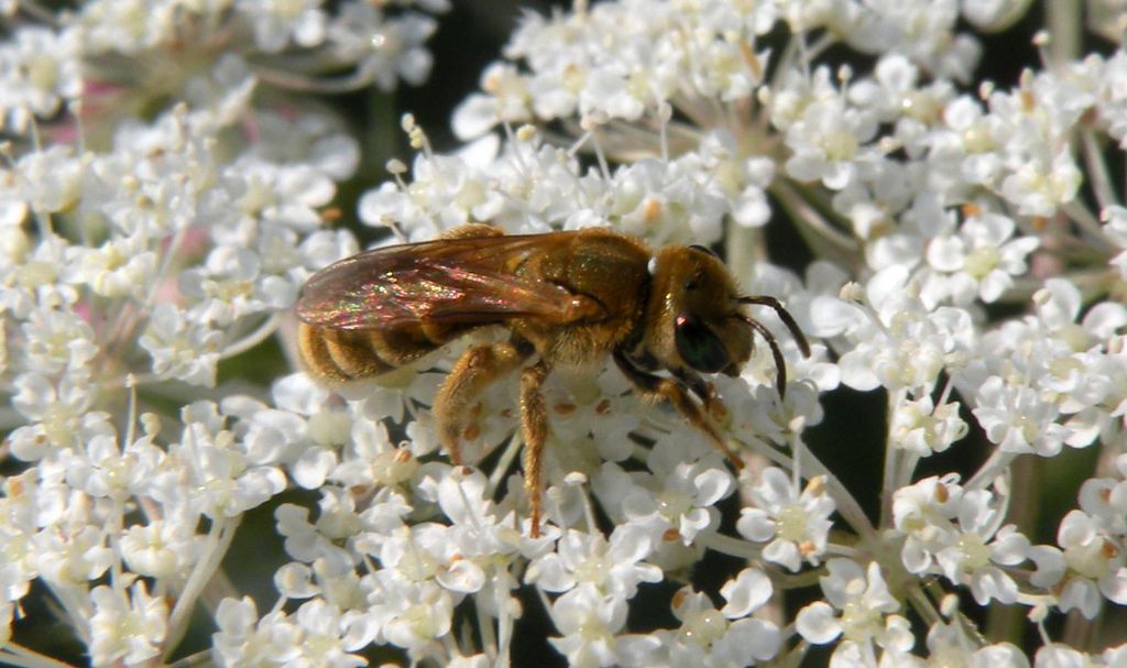 Assomiglia a Halictus subauratus....